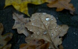 Mikrokosmos Jesieni Krople Deszczu na Liściach