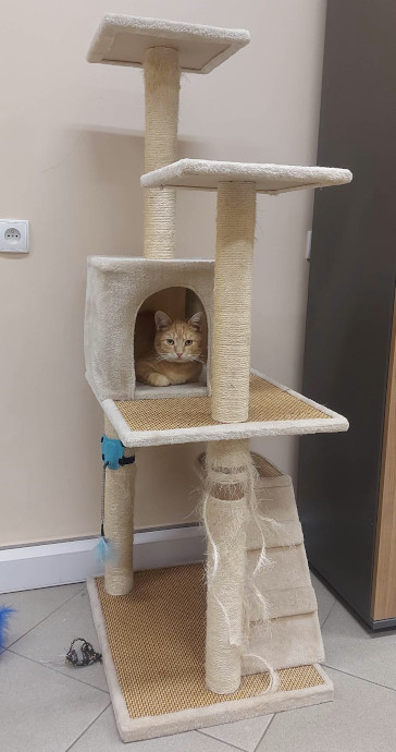 17 lutego - Dzień Kota