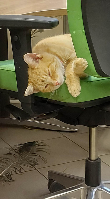 17 lutego - Dzień Kota