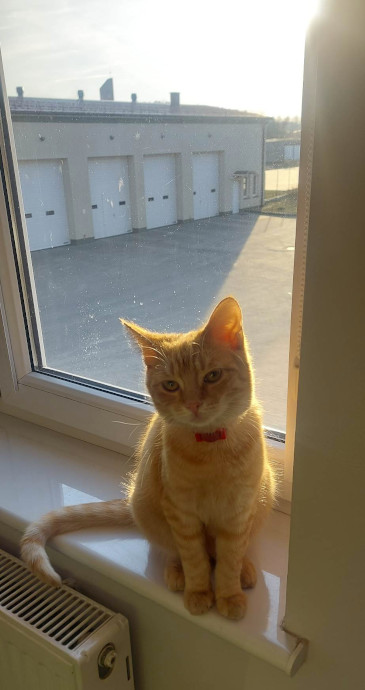 17 lutego - Dzień Kota