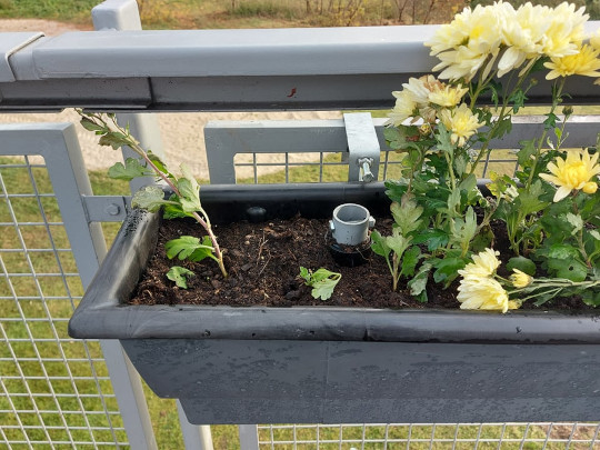 Znów zniszczona zieleń