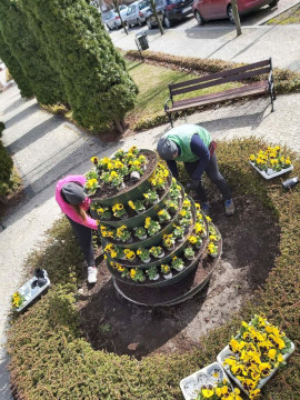 Wysadzanie bratków skończone