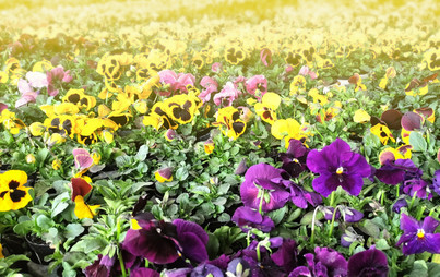 Zdjęcie do Kończymy wysadzanie bratk&oacute;w